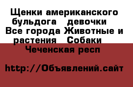 Щенки американского бульдога ( девочки) - Все города Животные и растения » Собаки   . Чеченская респ.